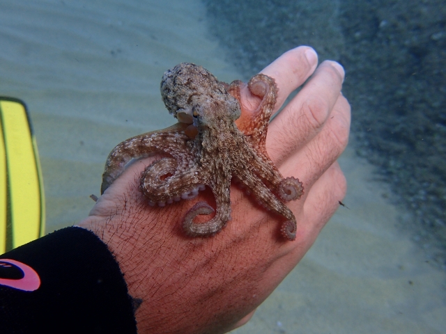  Oktopus 