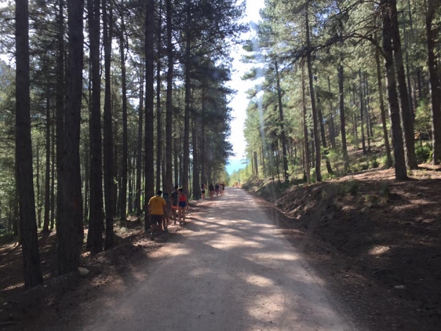  Path between pine trees 