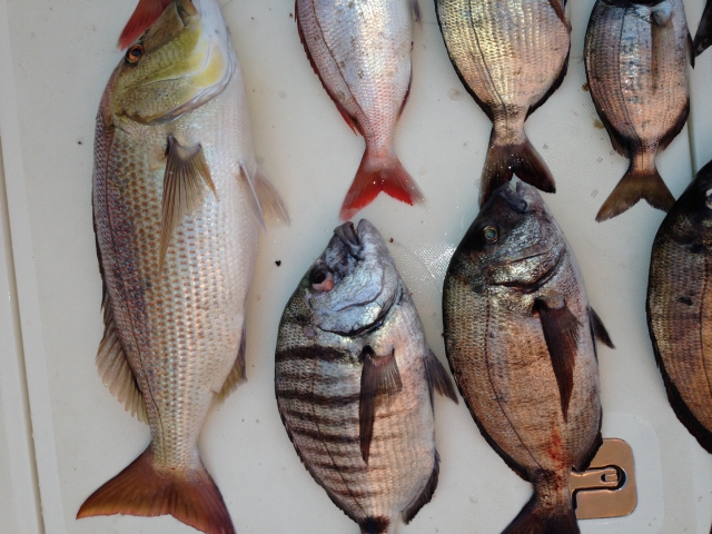 Algunos de los peces tipicos