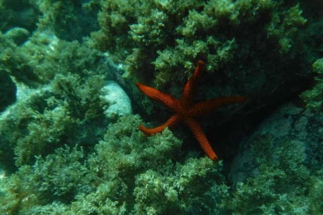  Fauna no Cabo de Gata 