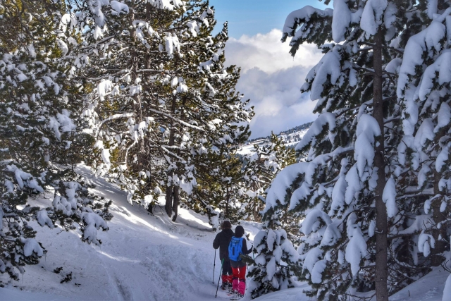 Pinos nevados
