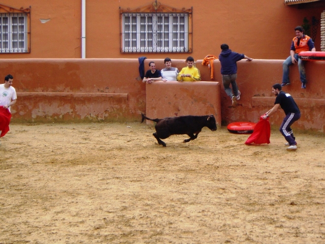 Asustados por la vaquilla