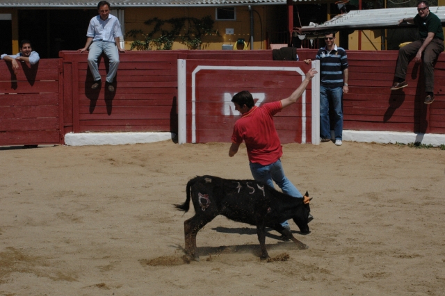  Don't let the heifer catch you 