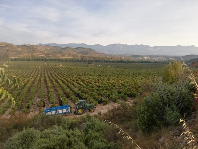 Cultures de la Rioja 