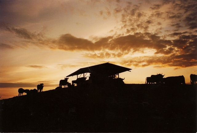  Des vaches au crépuscule 