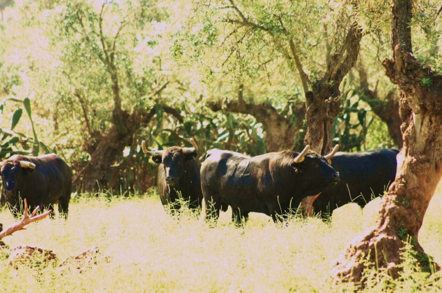  Un lot de taureaux 