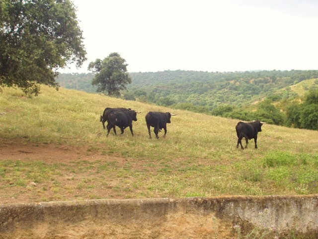  Des taureaux dans leur habitat 