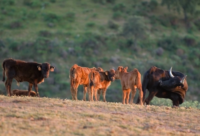  Des vaches avec leurs veaux 