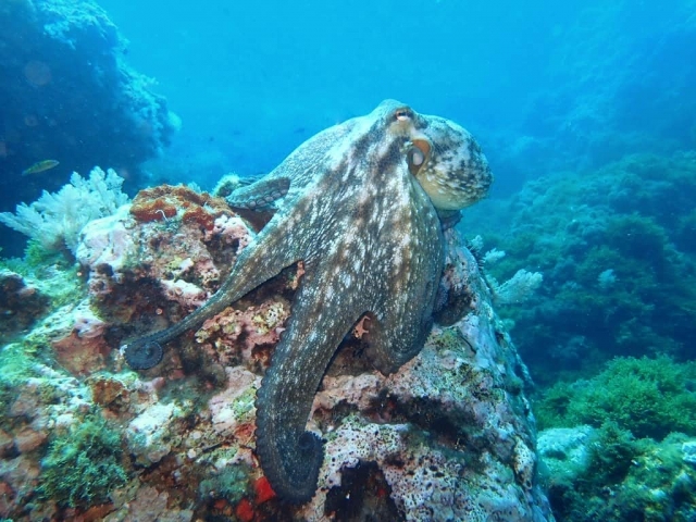  the seabed 
