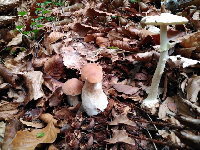  在学校远足中发现蘑菇 