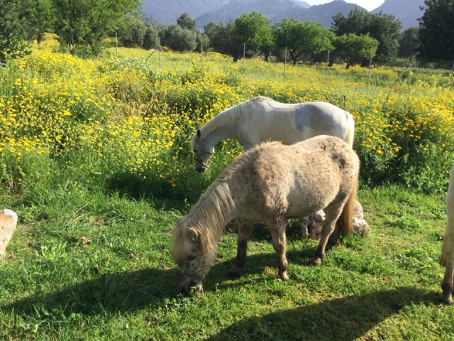  Ponys, die frei grasen