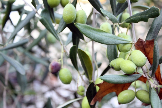Racimo de aceitunas valencianas
