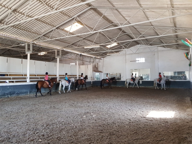  Les chevaux dans le manège