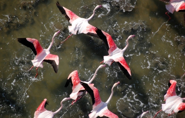  Vogelbeobachtung in den Sümpfen 