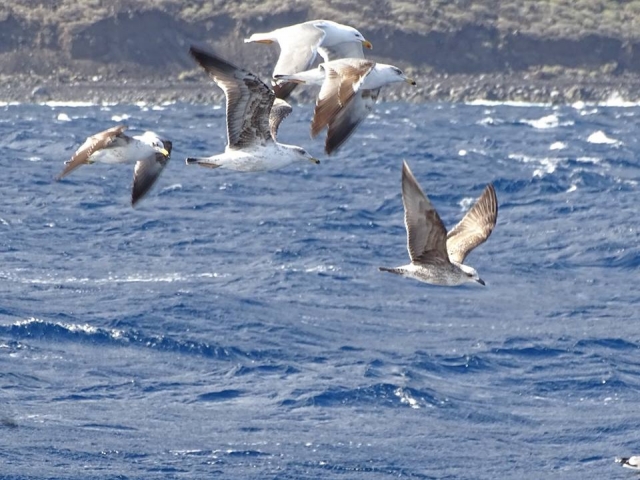 Aves marinas en océano atlántico