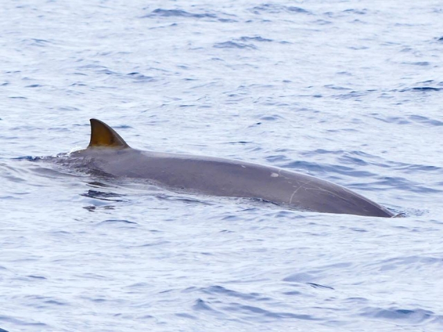 Zifio de Blainvill El Hierro
