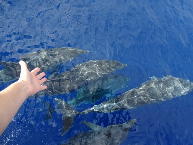 Rozando los delfines desde el barco