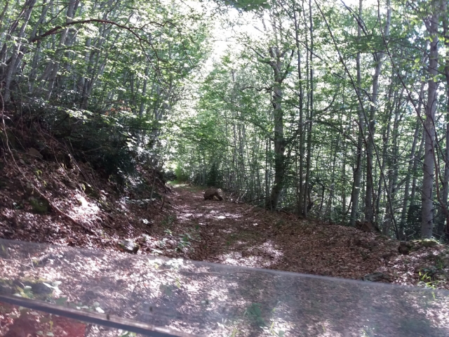  Giro in buggy attraverso le foreste 