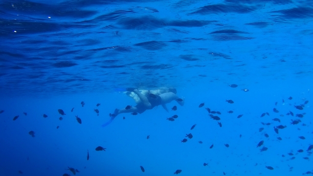  Fonds marins de la Méditerranée 