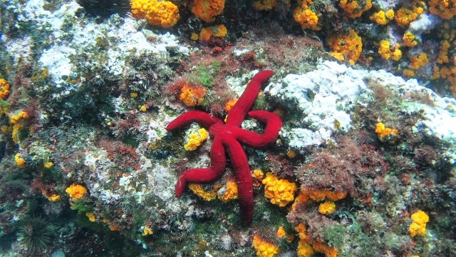  Faune et végétation marines 