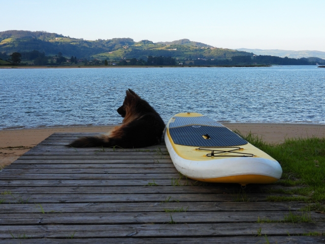 Perro junto a la tabla de SUP