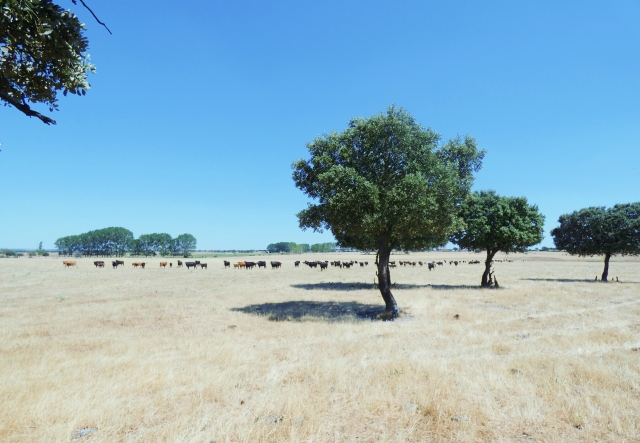 Paisaje finca en Salamanca con toros bravos