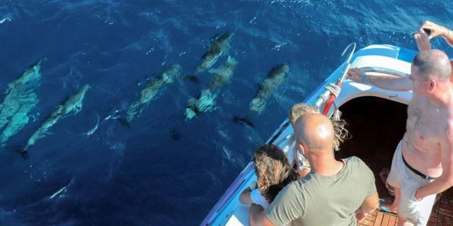 Delfini in giro 