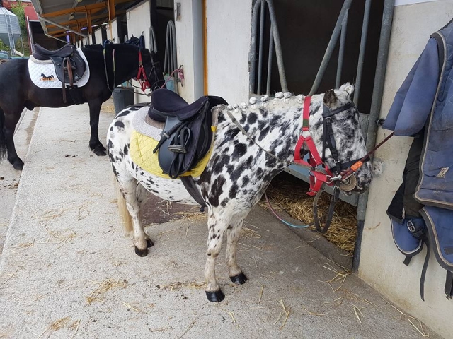 Poni con manchas 