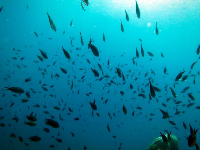  Cardume de peixes 
