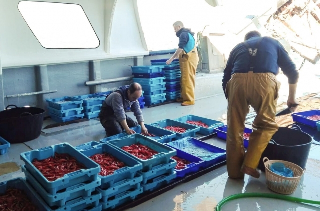 Gamba roja en la Lonja de Jávea