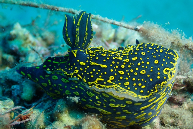  Reiche Meeresfauna im Mittelmeer 
