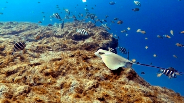 Buceo de Tenerife