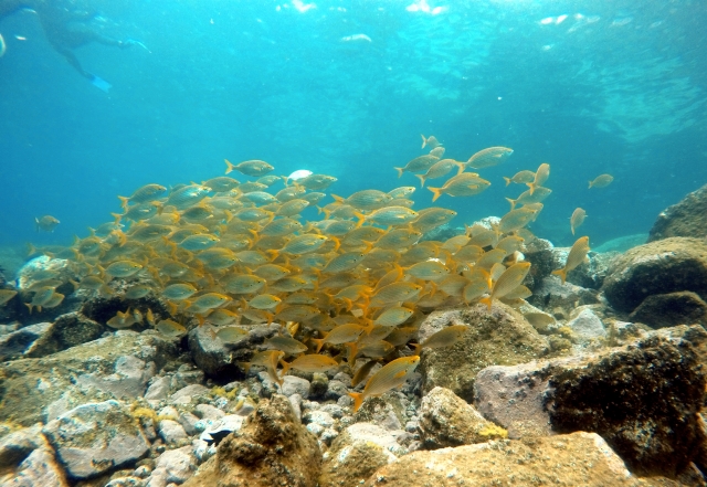 Banco de peces costa canaria
