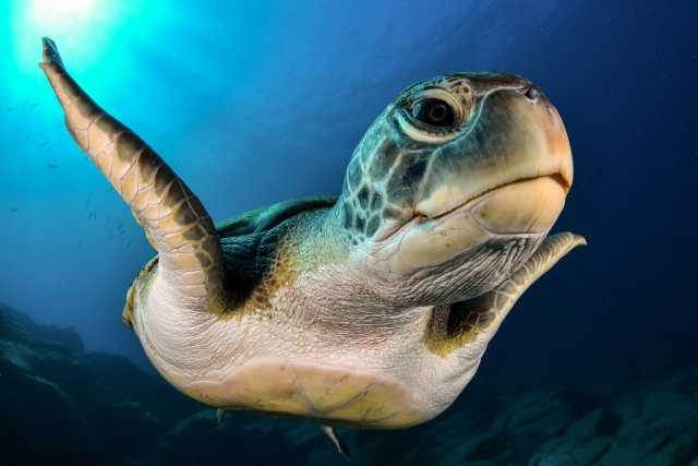  Tauchen mit grünen Schildkröten auf Teneriffa 