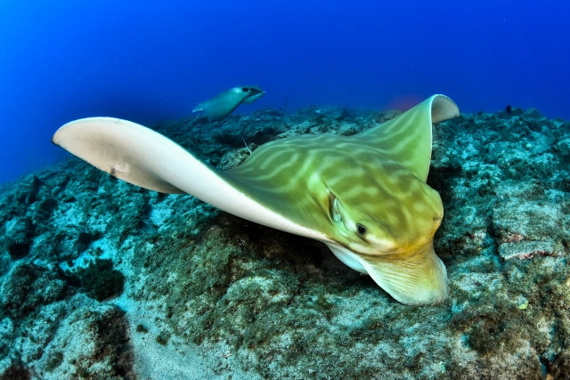  Reiche Meeresfauna: Mantas und Rochen 
