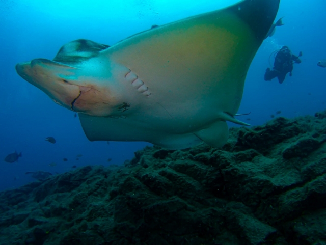  Plongée avec les raies manta à Tenerife Sud 