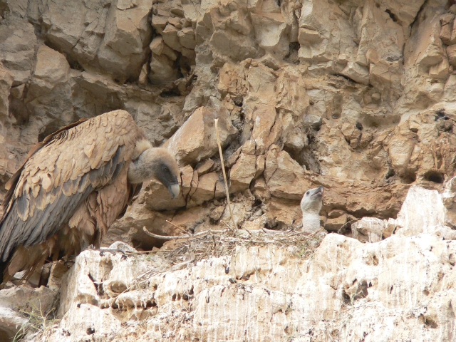  Griffon vulture colony Segovia