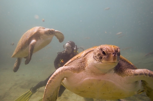  Swimming among turtles 