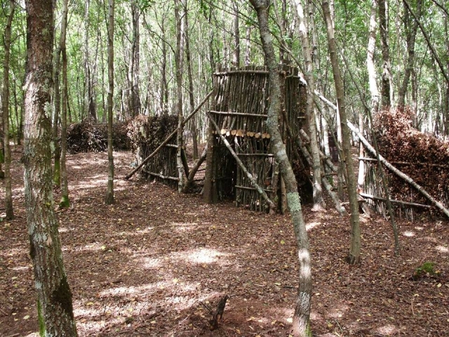 Hiding places in the forest 