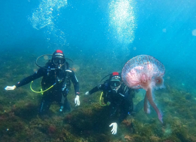 Nadando cerca de medusas