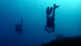 Immersioni subacquee in solitaria con guida a Tarifa