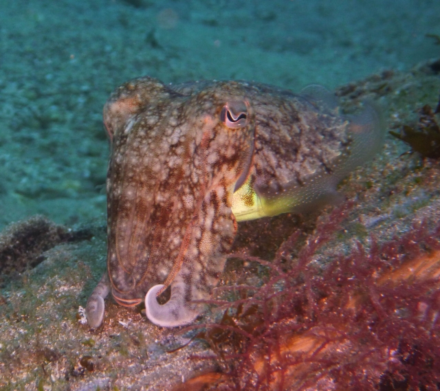 Inmersión de buceo en Tarifa