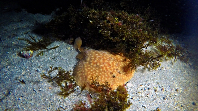  Esplorare i fondali marini di Tarifa 