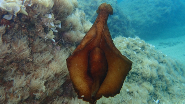 Fauna marinha em Platja d'Aro 