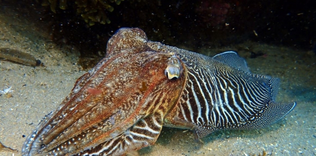 Sepia duranle la inmersión de buceo