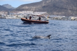 Avistamiento cetáceos en Puerto Colón 3h, adultos