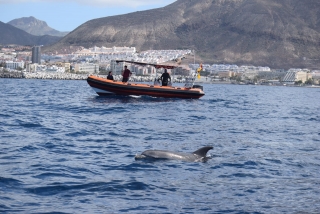 Cetacean sighting in Puerto Colón 3h, adults