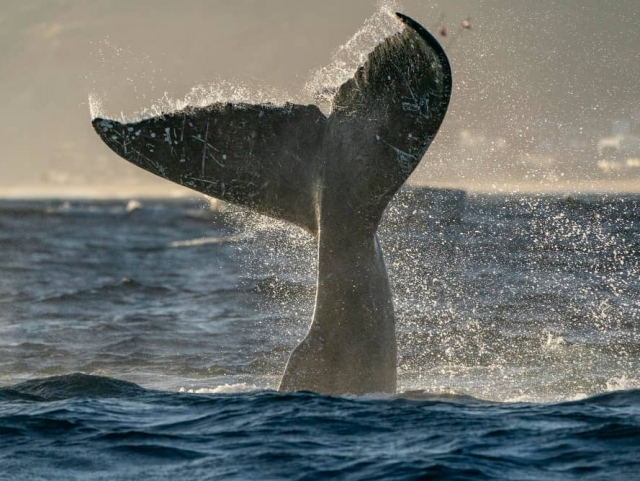 Rouade en bateau pour voir Delfines Rouade en bateau pour voir Delfines