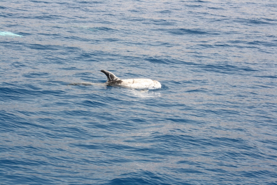 Cetacean Avistation dans les îles Canaries Cetacean Avistation dans les îles Canaries