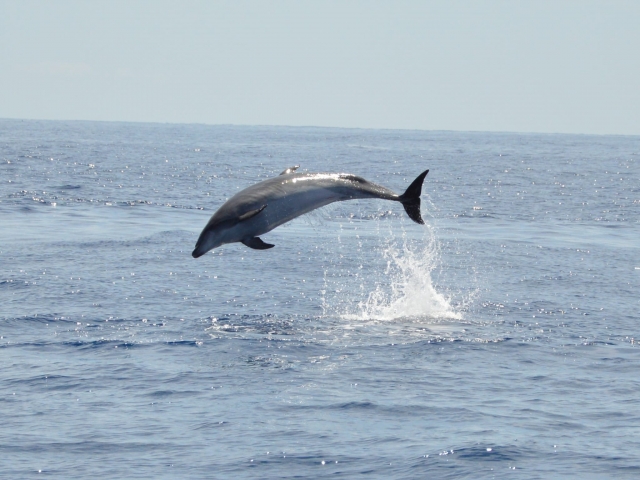  Dolphin Avistation de Barco à Tenerife 